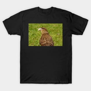 111815 falcon T-Shirt